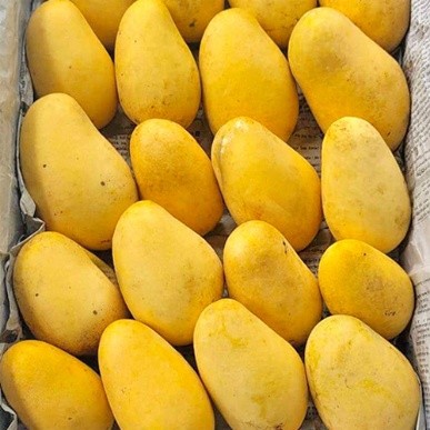 কাটিমন আম (5 kg)