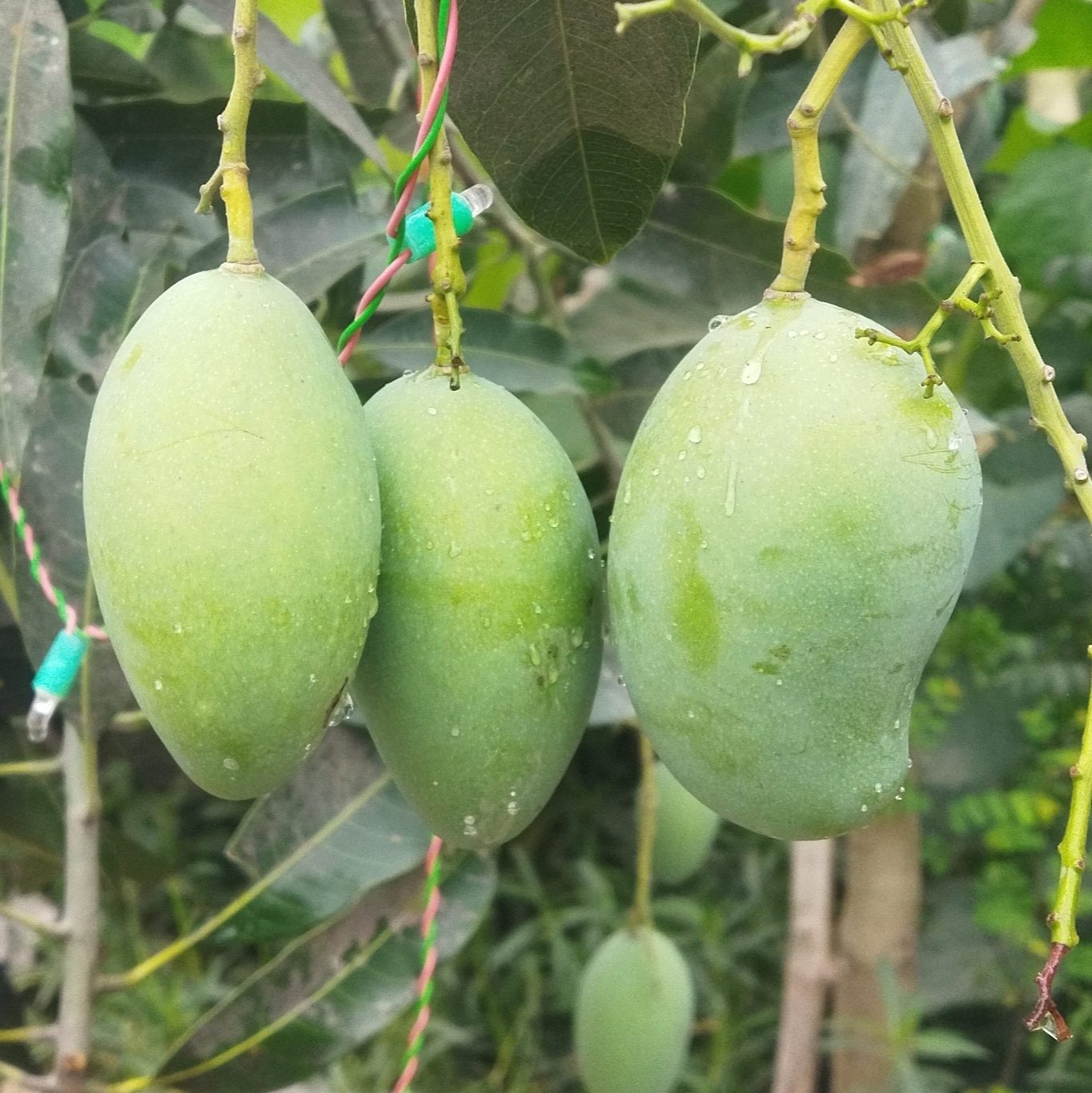 আম্রপালি (১১ কেজি)