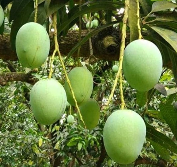 ল্যাংড়া আম (৩৩ কেজি)