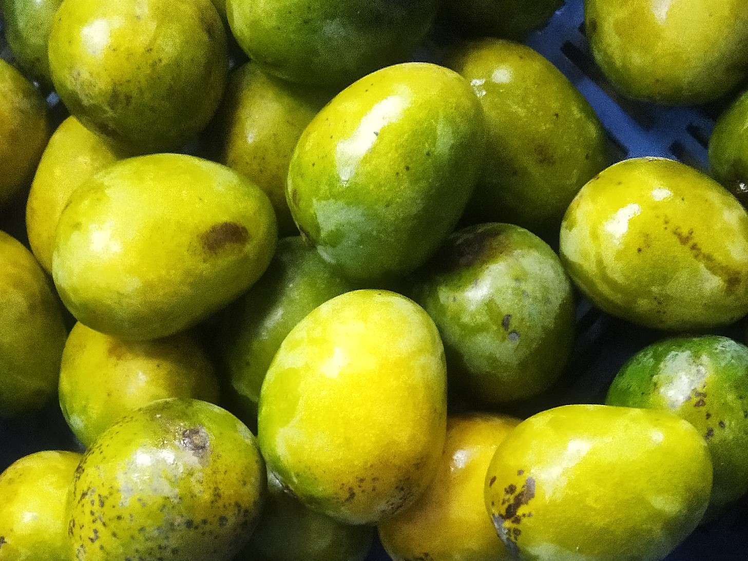 খিরসাপাত (44 kgs)